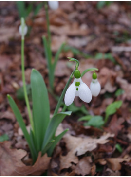 Galanthus elwesii 'Lodestar'