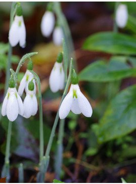 Galanthus elwesii 'Peter Gatehouse'