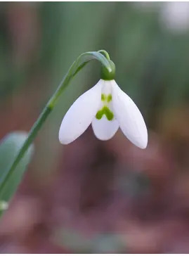 Galanthus elwesii 'Tuesday's Child' 