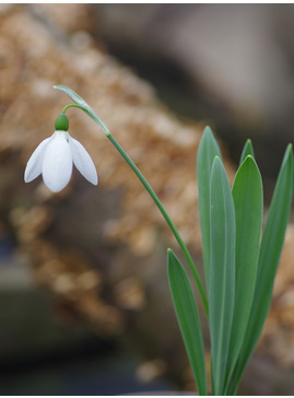 Galanthus elwesii var. elwesii 'Maidwell L'