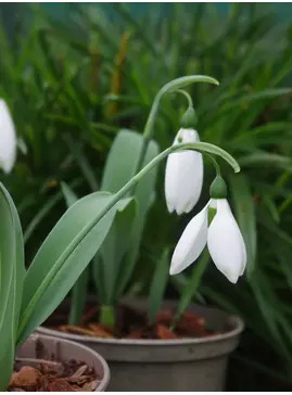 Galanthus 'Ivy Cottage Green Tip'