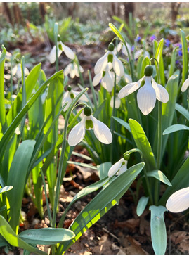 Galanthus 'Melanie Broughton'