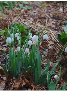 Galanthus 'Melanie Broughton'