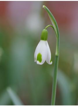 Galanthus plicatus 'Blue Trym'