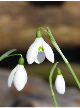 Galanthus 'William Thomson'