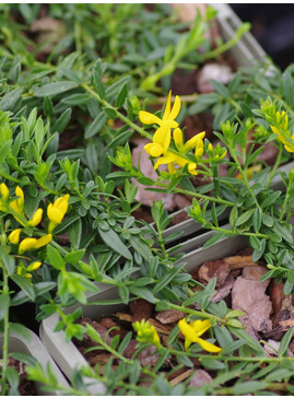 Genista pulchella subsp. villarsii