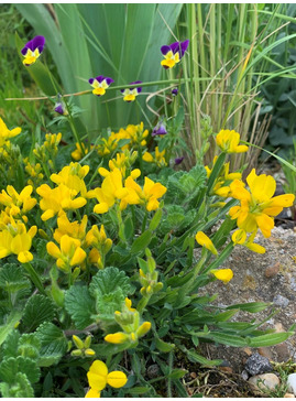 Genista sagittalis