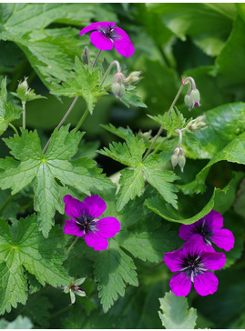 Geranium [Dragon Heart] ('Bremdra')