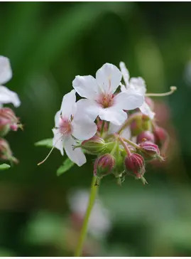 Geranium macrorrhizum 'Album'