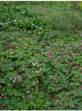 Geranium macrorrhizum