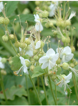 Geranium macrorrhizum 'White-ness'