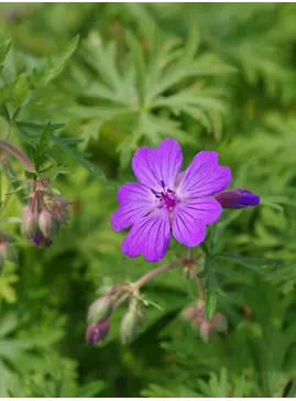Geranium malviflorum