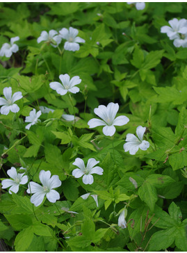 Geranium nodosum 'Silverwood'