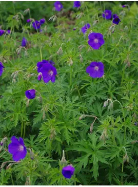 Geranium 'Orion'