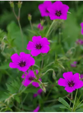 Geranium [Patricia] ('Brempat')
