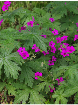 Geranium [Patricia] ('Brempat')
