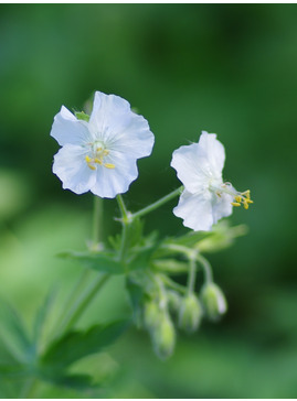 Geranium phaeum 'Album'