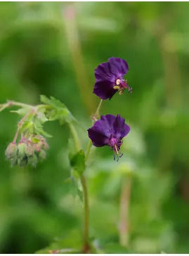Geranium phaeum 'Lisa'