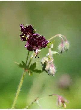 Geranium phaeum var. phaeum 'Samobor'