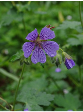 Geranium 'Philippe Vapelle'
