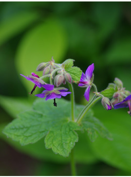 Geranium platyanthum