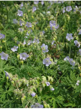Geranium pratense 'Mrs Kendall Clark'