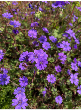 Geranium pyrenaicum 'Bill Wallis'