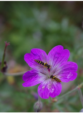 Geranium robustum (aff.)