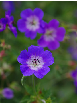 Geranium [Rozanne] ('Gerwat')