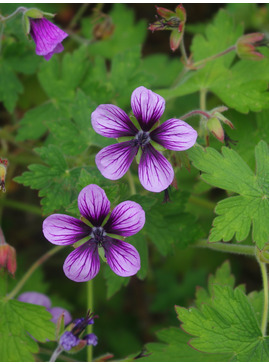 Geranium 'Salome'