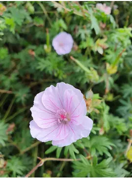 Geranium sanguineum var. striatum