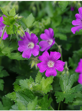 Geranium 'Sirak'