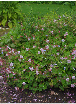 Geranium x cantabrigiense 'Biokovo'