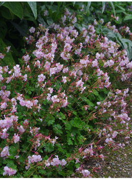 Geranium x cantabrigiense 'Hilary Rendall'