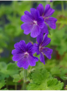 Geranium x magnificum