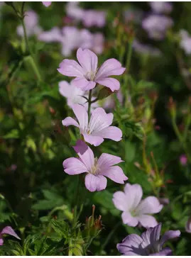 Geranium x oxonianum 'Rebecca Moss'