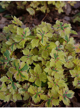 Geranium x oxonianum 'Spring Fling'