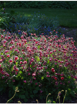 Geum rivale 'Leonard's Variety'