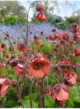 Geum rivale 'Leonard's Variety'