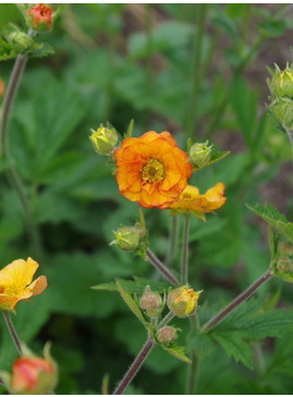 Geum 'Totally Tangerine'