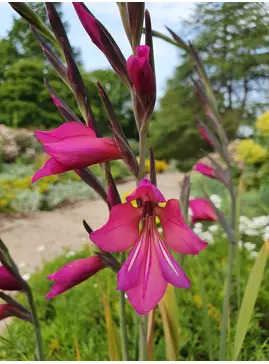 Gladiolus communis subsp. byzantinus