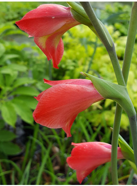 Gladiolus 'David Hills' (papilio hybrid)