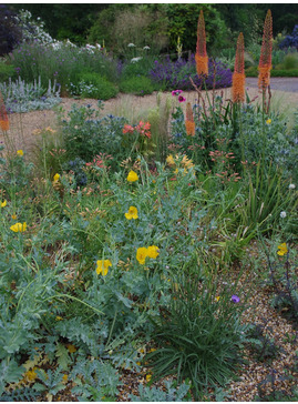 Glaucium flavum