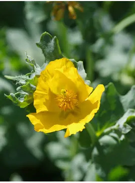 Glaucium flavum