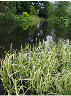 Glyceria maxima var. variegata