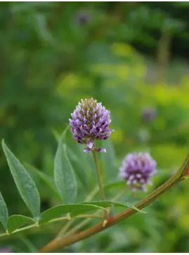 Glycyrrhiza yunnanensis