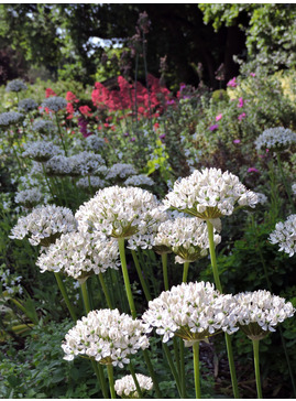 Allium nigrum (3xDB)