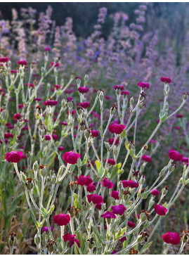 Silene coronaria