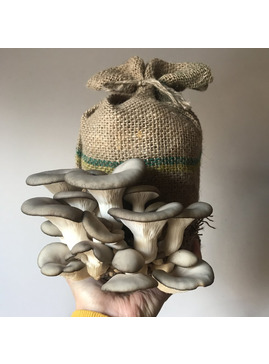 Grow Your Own Oyster Mushrooms