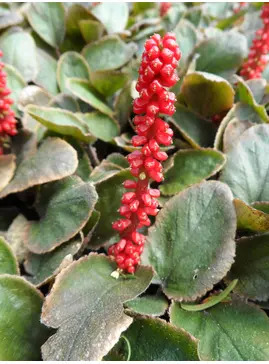 Gunnera prorepens
